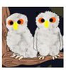 Owl babies.JPG