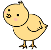 chick_icon.png